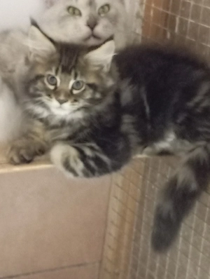 Maine coon cicák. - kép 2