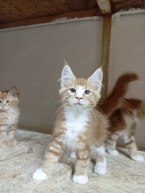 Maine coon cicák. - kép 3