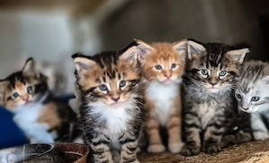 Maine coon cicák.