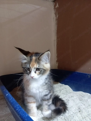 Maine coon cicák. - kép 4