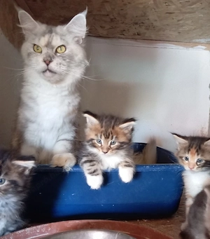 Maine coon cicák. - kép 7
