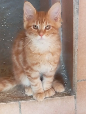 Maine coon cicák. - kép 8