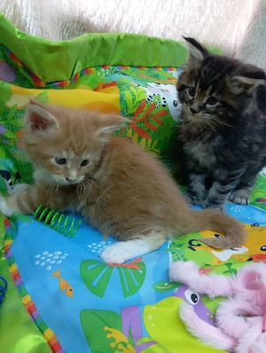 Maine coon cicák. - kép 9