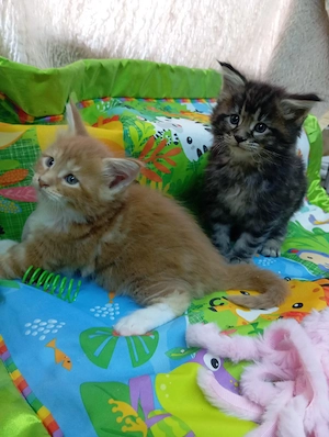 Maine coon cicák. - kép 10