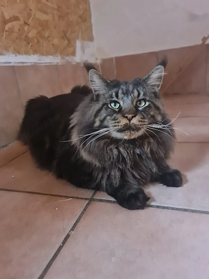 Maine coon cicák. - kép 6