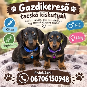 Gazdikereső tacskó kölykök 