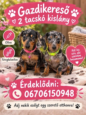 Gazdikereső tacskó kölykök  - kép 2