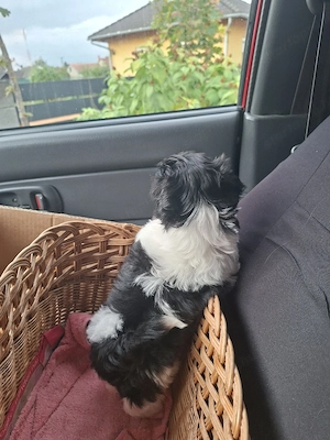 Shih tzu kiscsajszi - kép 6