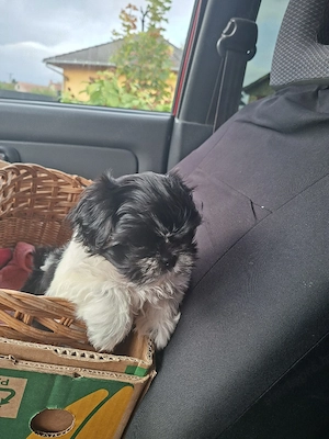 Shih tzu kiscsajszi - kép 5