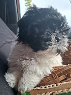 Shih tzu kiscsajszi - kép 4