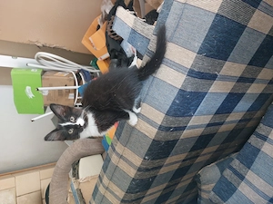 Ragdoll cica eladó Somogyban Kaposváron