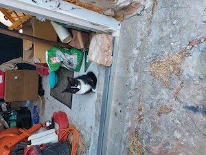 Ragdoll cica eladó Somogyban Kaposváron - kép 2