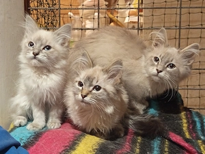 Ragdoll kölykök