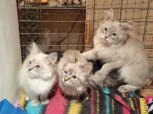 Ragdoll kölykök - kép 3