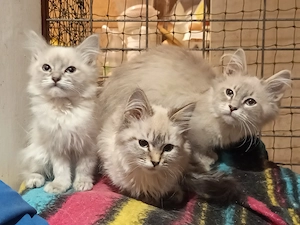 Ragdoll kölykök - kép 2