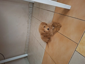Mini málltipo kisfiuk eladóak. - kép 6