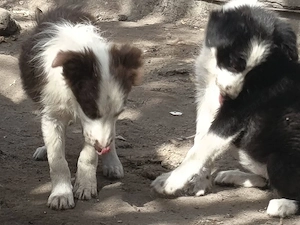 Önköltségi áron border collie kiskutyák - kép 2
