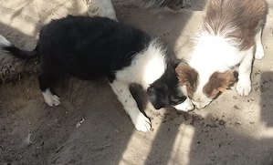 Önköltségi áron border collie kiskutyák - kép 3