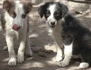 Önköltségi áron border collie kiskutyák