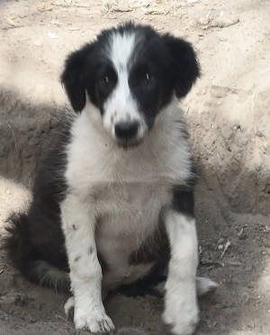 Önköltségi áron border collie kiskutyák - kép 4