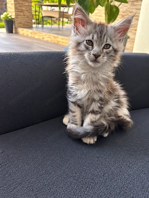 Main Coon fiú cica - kép 2