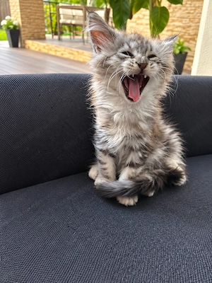 Main Coon fiú cica - kép 4
