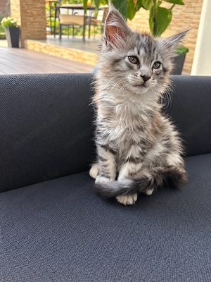 Main Coon fiú cica