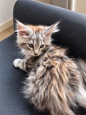 Main Coon fiú cica - kép 5