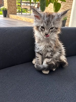 Main Coon fiú cica - kép 3