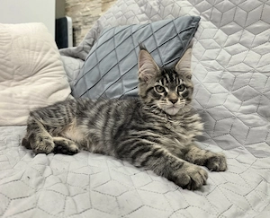 Monaco Maine Coon kiscica  - kép 4