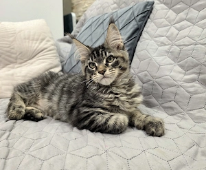 Monaco Maine Coon kiscica  - kép 3