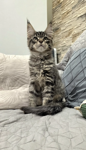 Monaco Maine Coon kiscica  - kép 2