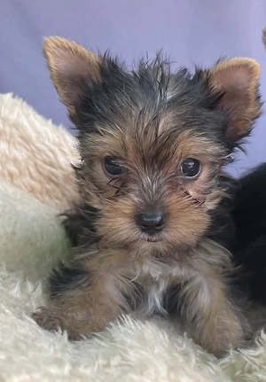 Mini yorki kislány gazdikereső