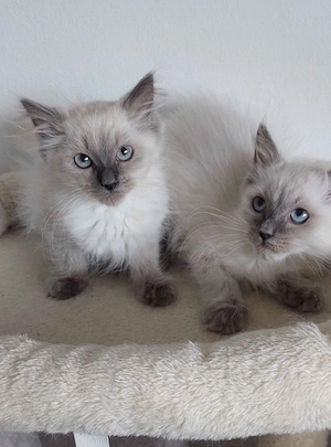 Ragdoll cica Blue Point