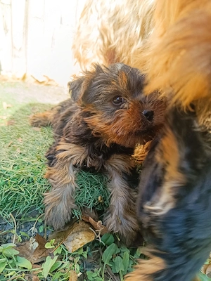 yorkie kisfiú  - kép 2