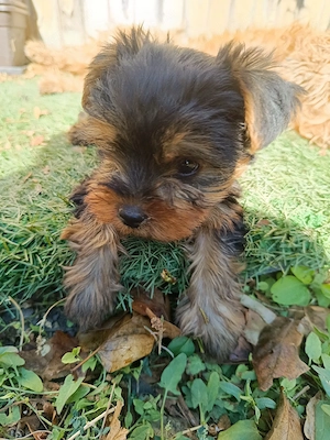 yorkie kisfiú  - kép 3