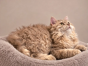 Göndör szőrű Selkirk Rex  kislány cica eladó. - kép 4