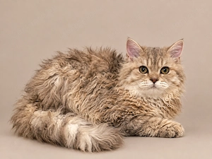 Göndör szőrű Selkirk Rex  kislány cica eladó. - kép 2