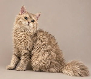 Göndör szőrű Selkirk Rex  kislány cica eladó. - kép 3