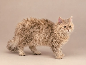 Göndör szőrű Selkirk Rex  kislány cica eladó. - kép 5
