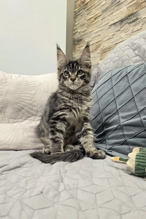 Maine Coon fajtatiszta kandúr kiscica - kép 4