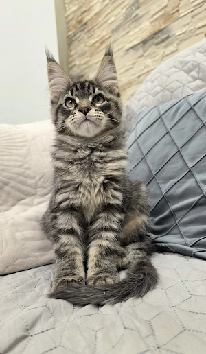 Maine Coon fajtatiszta kandúr kiscica - kép 3