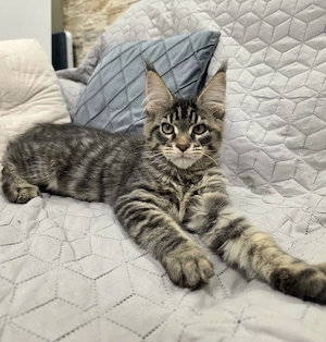 Maine Coon fajtatiszta kandúr kiscica - kép 2