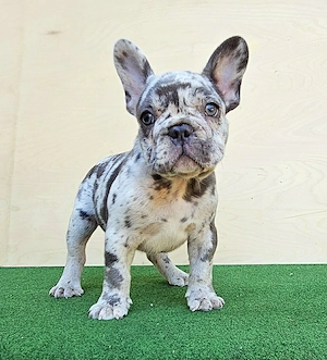 Francia bulldog kisfiú