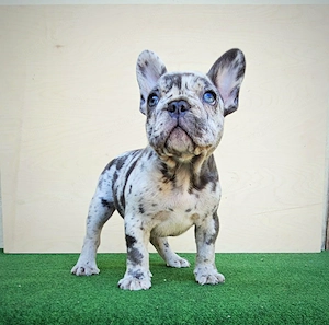Francia bulldog kisfiú - kép 4