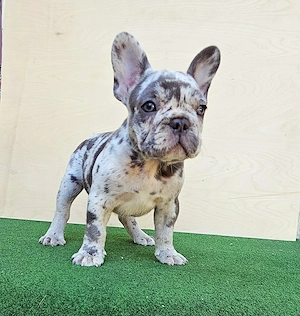 Francia bulldog kisfiú - kép 5