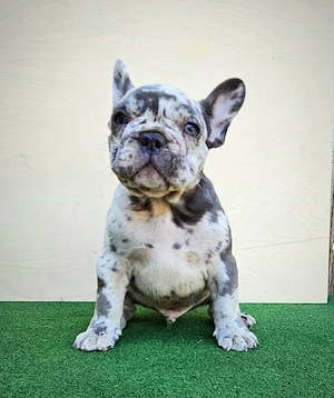 Francia bulldog kisfiú - kép 3