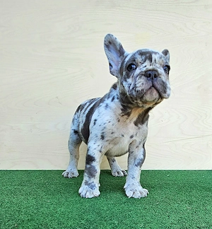 Francia bulldog kisfiú - kép 2