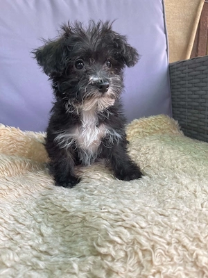 Yorkipoo kiskutyák eladók