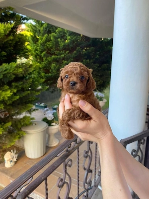Maltipoo kölykök  - kép 4